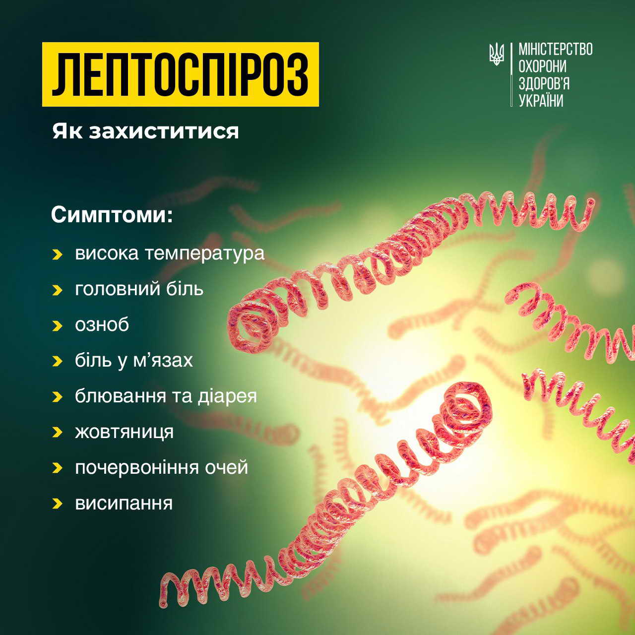 Вперше за тривалий період часу в Нетішині ЗАФІКСОВАНО ВИПАДОК ЛЕПТОСПІРОЗУ