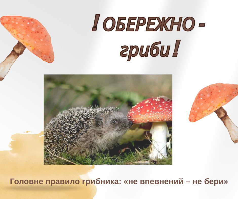 ГРИБИ, грибочки